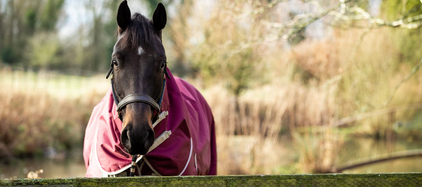 50g Burgundy Detachable Neck Turnout Rug for Optimal Horse Comfort - roesports