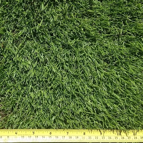 HM All American Dark Green Lawn Grass Seed Mix for Vibrant Yards - roesports