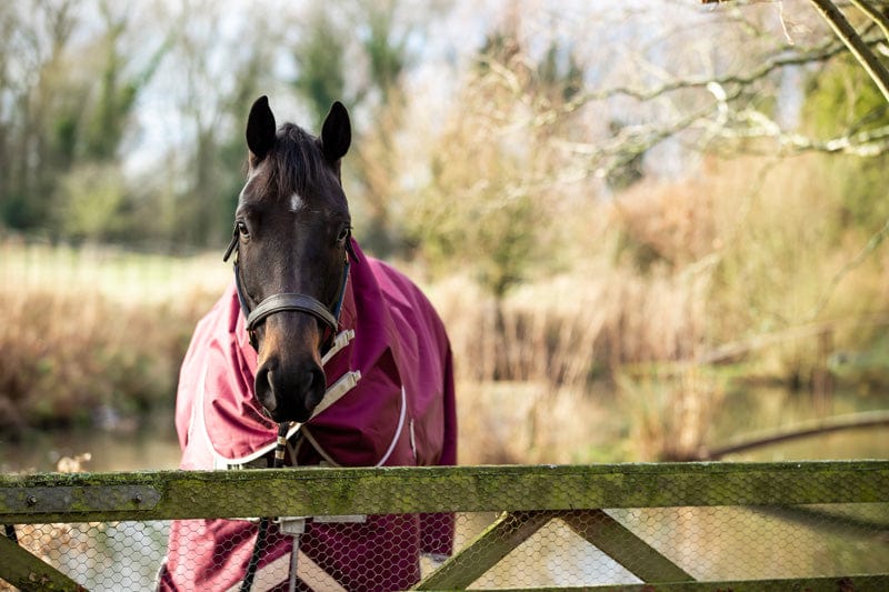 0g Detachable Neck Turnout Rug in Burgundy for Ultimate Comfort - roesports