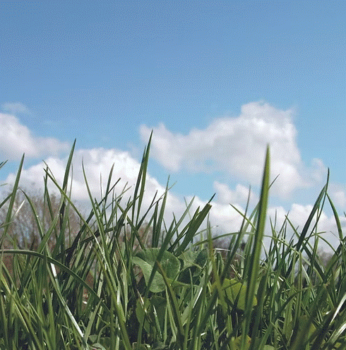 HL.8 DOT Department of Transport Grass Seed Mix - Premium DOT Grass Seed Mix for Durable Lawns - roesports