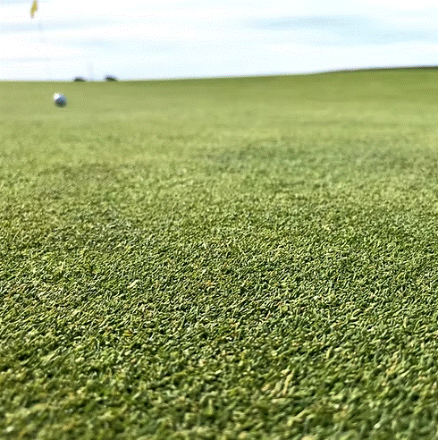 HG.2 Creeping Bent Grass Seed Mix for Lush, Durable Lawns - roesports