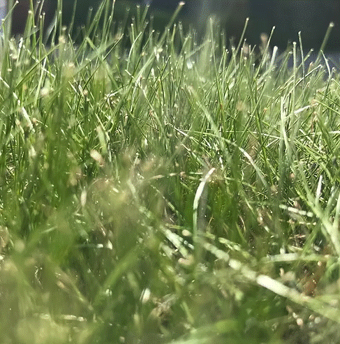 HL.10 Heathland Grass Seed Mix for Acidic & Peat Soils (HL10) - roesports