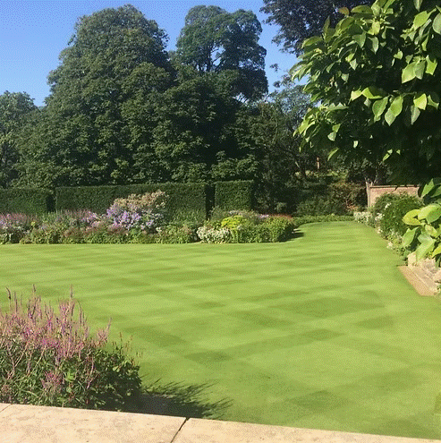 HM.1 Fine Lawn Grass Seed Mix for Lush Green Lawns - roesports
