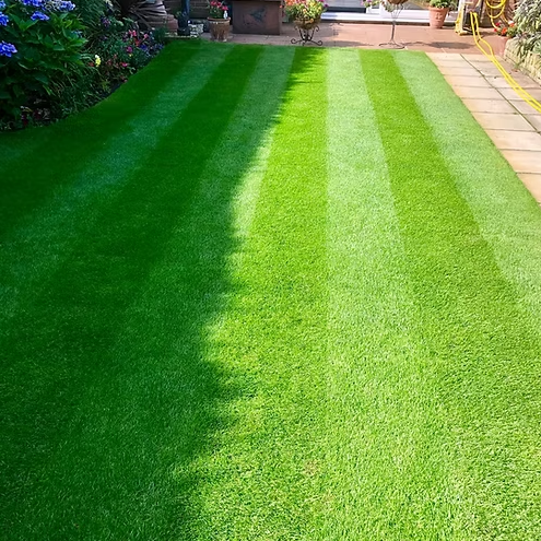 HM Four Seasons Grass Seed Mix - Premium Cold Season Grass Seed for Lush Lawns - roesports