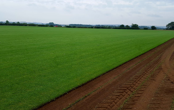 Premier Lawn Turf Bulk Buy Saver - Free Pallet Delivery Available - roesports