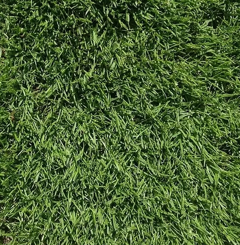 20kg FR CSI Premium Football Rugby Pitch Grass Seed Mix with Creeping Rye Grass - roesports